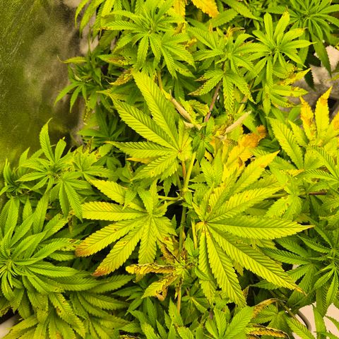 Wedding Gelato 2 growlog timeline photo