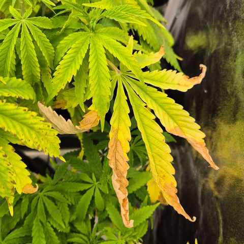 Royal Gorilla 1 growlog timeline photo