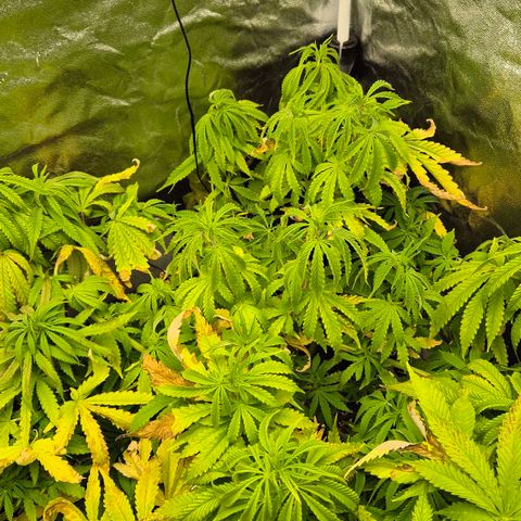 Royal Gorilla 1 growlog timeline photo