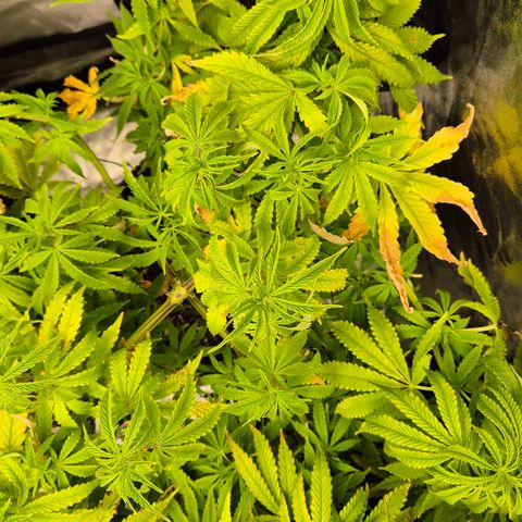 Royal Gorilla 1 growlog timeline photo