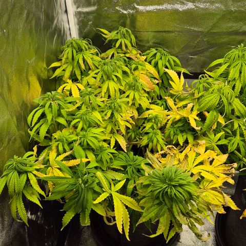 Wedding Gelato 1 growlog timeline photo