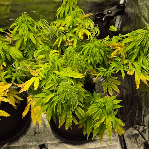 Royal Gorilla 1 growlog timeline photo