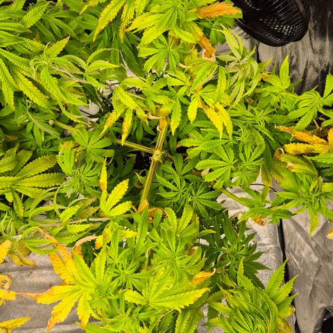 Royal Gorilla 1 growlog timeline photo