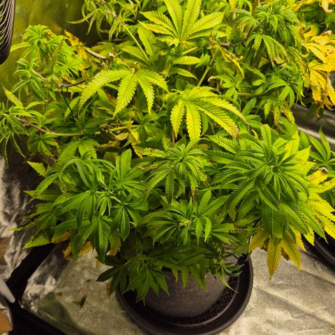 Wedding Gelato 2 growlog timeline photo