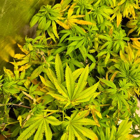 Wedding Gelato 2 growlog timeline photo