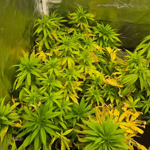 Wedding Gelato 1 growlog timeline photo