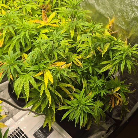 Royal Gorilla 2 growlog timeline photo