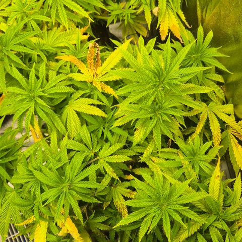Royal Gorilla 2 growlog timeline photo