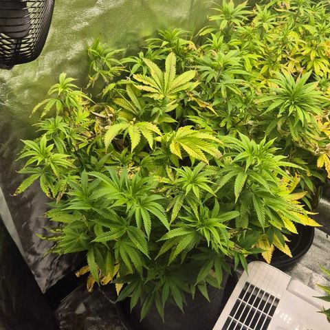 Wedding Gelato 2 growlog timeline photo