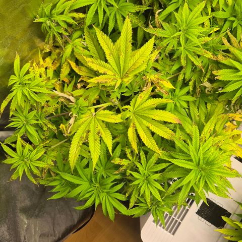 Wedding Gelato 2 growlog timeline photo