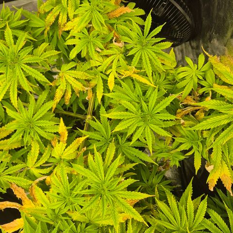 Royal Gorilla 1 growlog timeline photo