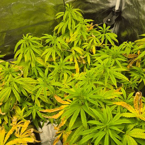 Royal Gorilla 1 growlog timeline photo