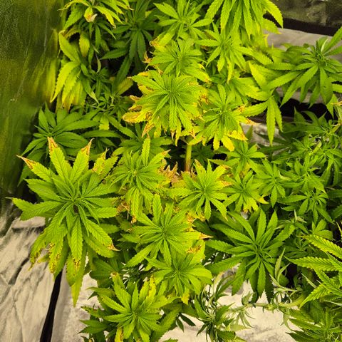 Wedding Gelato 1 growlog timeline photo