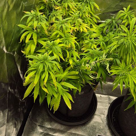 Wedding Gelato 1 growlog timeline photo