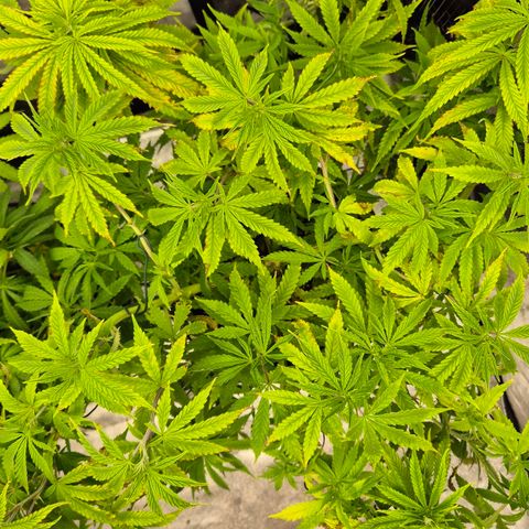 Royal Gorilla 1 growlog timeline photo