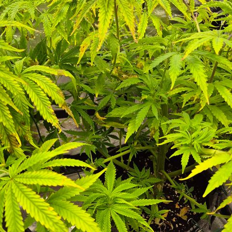 Royal Gorilla 1 growlog timeline photo