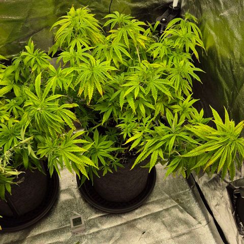 Royal Gorilla 1 growlog timeline photo