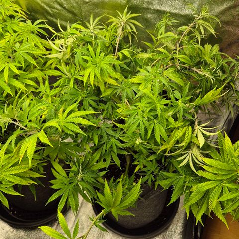 Royal Gorilla 2 growlog timeline photo