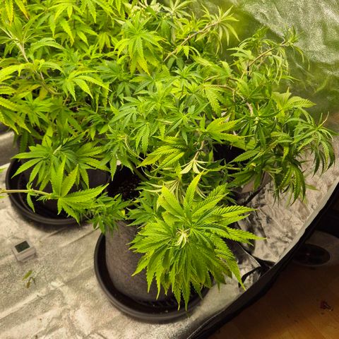 Royal Gorilla 2 growlog timeline photo