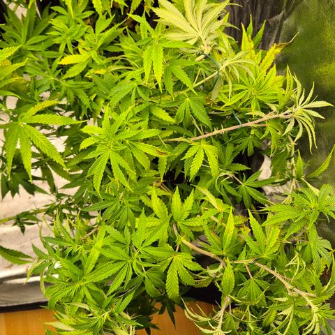 Royal Gorilla 2 growlog timeline photo
