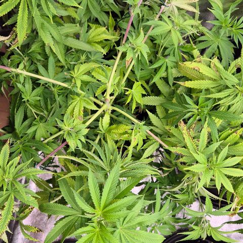 Wedding Gelato 2 growlog timeline photo