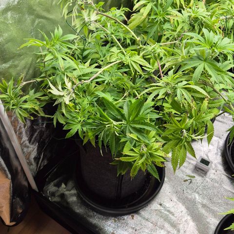 Wedding Gelato 2 growlog timeline photo