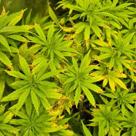 Wedding Gelato 1 growlog timeline photo
