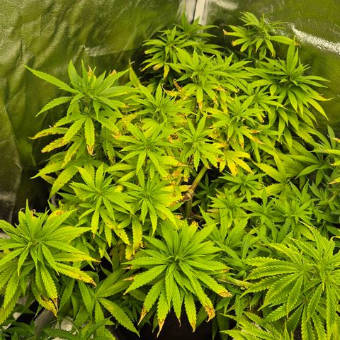 Wedding Gelato 1 growlog timeline photo