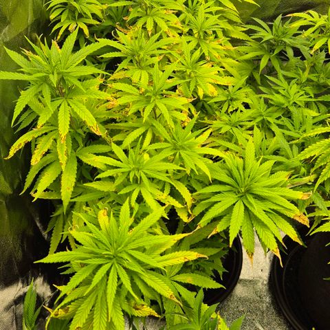 Wedding Gelato 1 growlog timeline photo