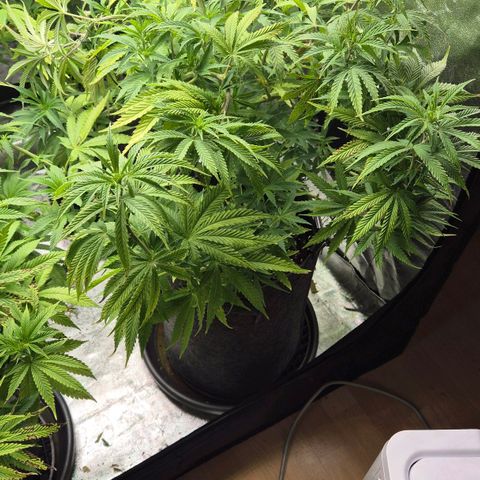 Royal Gorilla 2 growlog timeline photo