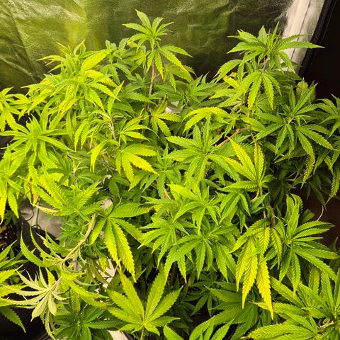 Royal Gorilla 2 growlog timeline photo