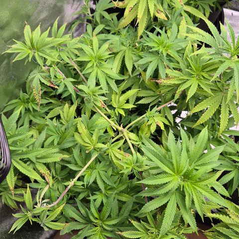 Wedding Gelato 2 growlog timeline photo