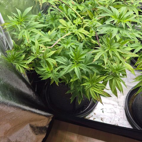 Wedding Gelato 2 growlog timeline photo