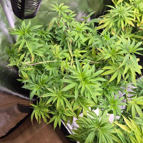 Wedding Gelato 2 growlog timeline photo