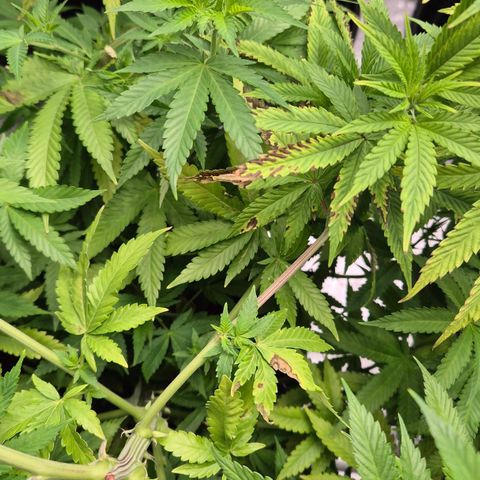 Wedding Gelato 2 growlog timeline photo