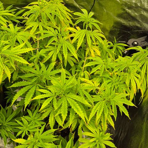 Royal Gorilla 1 growlog timeline photo