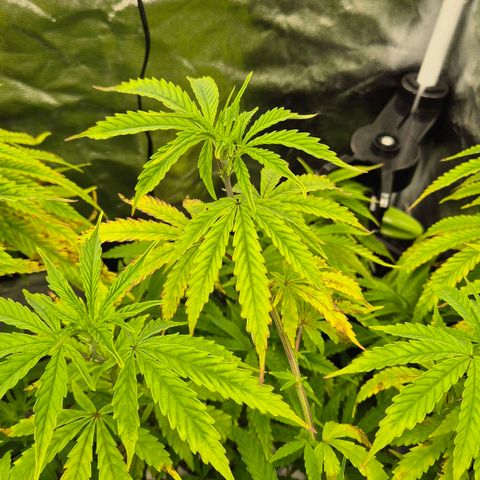 Royal Gorilla 1 growlog timeline photo