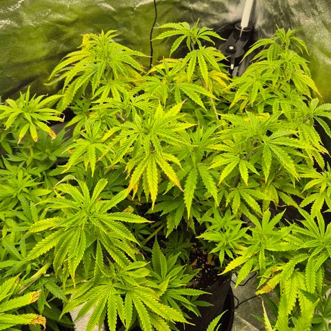 Royal Gorilla 1 growlog timeline photo