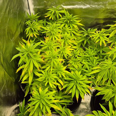 Wedding Gelato 1 growlog timeline photo