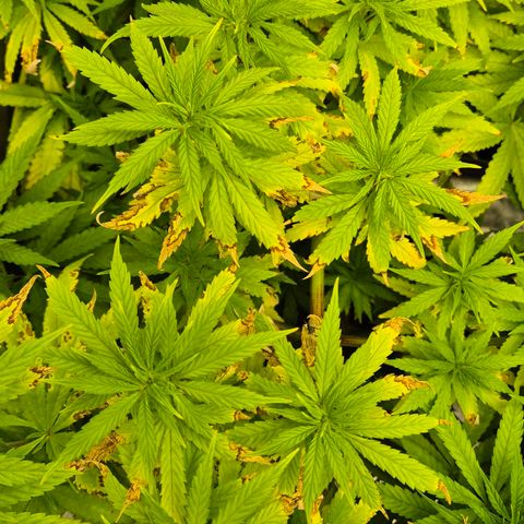 Wedding Gelato 1 growlog timeline photo