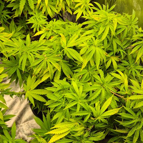 Royal Gorilla 2 growlog timeline photo