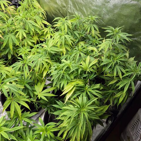 Royal Gorilla 2 growlog timeline photo