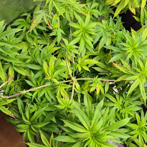 Wedding Gelato 2 growlog timeline photo