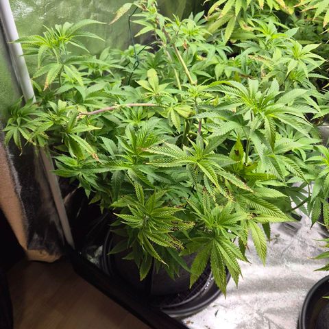 Wedding Gelato 2 growlog timeline photo