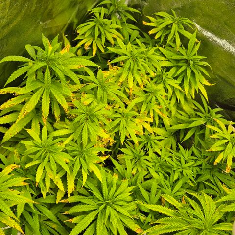 Wedding Gelato 1 growlog timeline photo