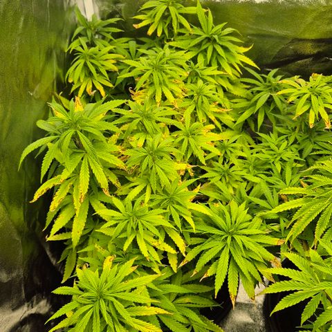 Wedding Gelato 1 growlog timeline photo