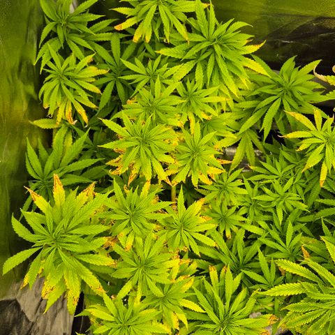 Wedding Gelato 1 growlog timeline photo