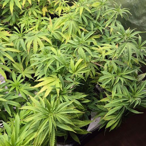 Royal Gorilla 2 growlog timeline photo
