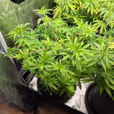 Wedding Gelato 2 growlog timeline photo
