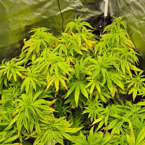 Royal Gorilla 1 growlog timeline photo